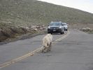 PICTURES/Mt. Evans - Idaho Springs, Colorado/t_Sheep on Road1.JPG